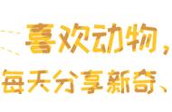 关于澳洲野犬的身份认定问题，极有可能影响其未来发展