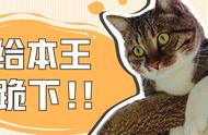 猫奴必看，自己动手给主子DIY家庭垂直空间！