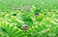 豆瓣评分8.8《菊次郎的夏天》：成长，就与过去告别，接纳自我