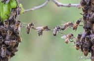 蜂群中为啥会出现成串的蜜蜂？幼蜂在做游戏？蜜蜂智慧不简单