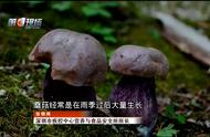 50克可夺人命！看到这种食材再馋也别吃，现在正是中毒高发期……