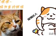 别怕猫咪“吐毛球”，只要次数少，大可用这几种办法为它去毛球