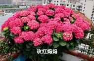 绣球花品种名大全，77种绣球图鉴，欢迎花友们来补充