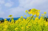 【轻松周末】《Ring Of Spring》贯通双耳，给人心灵深处的净化