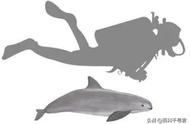 现存数量只剩个位数的哺乳动物——加湾鼠海豚