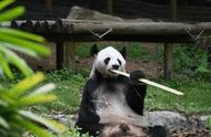免费招募｜9月份生日的朋友注意了，大熊猫邀你参加生日趴