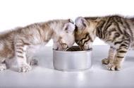 哈皮哈尼科普丨猫咪必须的六大营养指标缺一不可