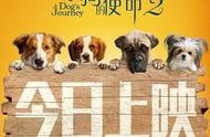 《一条狗的使命2》再次感人来袭，你要去电影院看吗？