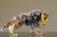 亚洲大黄蜂每天可吞噬50只蜜蜂，大黄蜂猎人发现了巨大巢穴