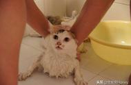 三种适合猫咪的洗浴方式，用过后不用担心它不爱洗澡了