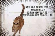 突然发现猫上完厕所像有人追它一样在屋里狂奔，它到底怎么了？