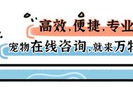 宠物主题网红餐厅爆火，跨行业结合发展模式是否可行？