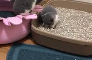小猫教自己的兄弟用猫砂，三小只认真模样，简直能把人鼻血萌出来