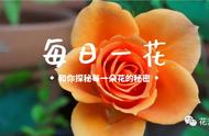 每日一花 | 明明很优雅，却有一个很童趣名字的阿童木剑兰~vol.5