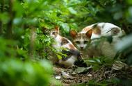 批量给流浪猫绝育，很像推石头上山，心里得有个小太阳