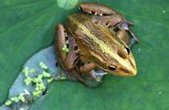黑斑蛙幼蛙的驯食，怎样训练幼蛙吃饲料，快速长为成品蛙
