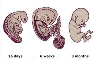 怀孕就像玩游戏闯关，要远离胎停和畸形，孕早期这三关要勇敢闯过