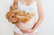 怀孕就不能养猫吗？孕妇如何感染弓形虫？怀孕后如何科学养猫？