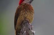 啄木鸟为何能像开挂一样进行高强度凿树？主要靠这些手段自我保护