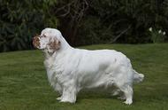 寻根问祖系列（55）：西班牙小猎犬（Clumber Spaniel）