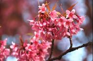 云南蓝 樱花粉，冬天你一定要到“花城”看花