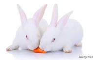 手工课堂丨小白兔与胡萝卜
