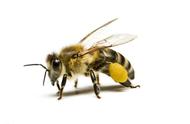 昆虫飞行的谜团，蜜蜂为什么不遵守空气动力学它也能飞上天