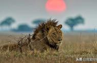 「狩猎游记」全野生非洲狮狩猎