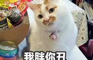 猫奴的7大怪癖，你敢说这样的行为你没做过？