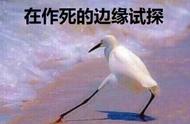 直播界最早的一姐现在什么样？曾经年入千万，现在穷到去做陪玩