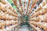 「川越景点」冰川神社：恋爱结缘圣地，日本的月老庙特色人形流