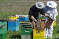 养蜂合并蜂群的最佳方法，是先合而不并，混为一团再成一体