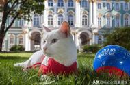 俄罗斯最著名的猫咪之一，出身皇室，预测世界杯胜负一战成名