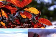 来自尧山的“红叶狩”：做一个红叶猎人，一睹层林尽染的世外桃源