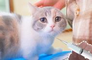新手如何在家给猫咪打疫苗带示范图，一篇文章快速让你了解猫三联