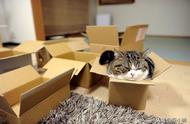 喵星人的小秘密，为什么猫咪都爱纸箱，只因纸箱有这5种功能