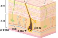 完美肌肤养护记录，皮肤的结构和功能