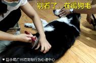 广州训犬课堂：《训犬师教你轻松帮狗“擦脚、剪指甲”》