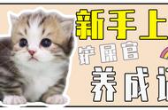 矮脚猫铲屎官新手晋升指南