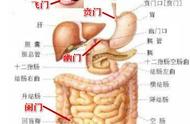 贲门、幽门、阑门、魄门（七冲门）的意义与穴位的关系如何？
