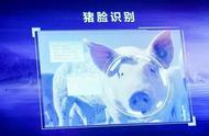 说要给养猪业省500亿的京东“智能猪”，到底能不能普及？