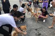 巨型贵宾偶遇柴犬聚会，第一次见到这么多柴犬宝宝，大贵宾吓怂了