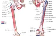 全髋关节置换术后可以进行哪些运动