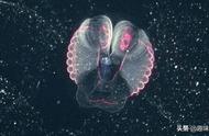 得益于新激光扫描仪的诞生，生物学家在海底发现形状最怪异生物