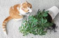 5种家中常见植物，与猫咪却是水火不容，稍有不慎会夺了喵命