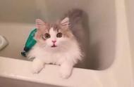 多久给猫咪洗一次澡？猫咪洗澡攻略。