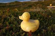 从加拿大到俄罗斯，一只爱心小黄鸭的奇幻漂流