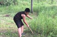 【纪实文学故事集】农村人的童年生活——割草的游戏