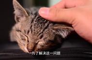 长期有效的引擎盖驱赶猫方法