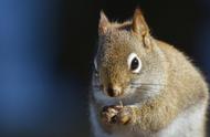 小动物的神奇力量：科学证明它们如何缓解我们的不良情绪